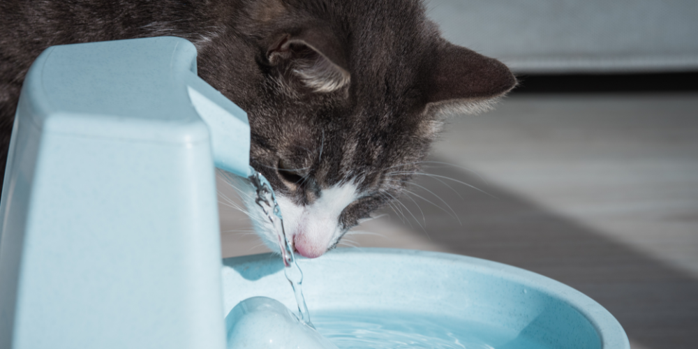 5 Things You Must Know about Automatic Pet Water Fountain