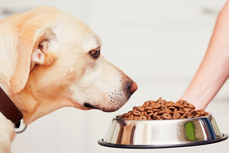 Tips for Choosing the Best Dog Food